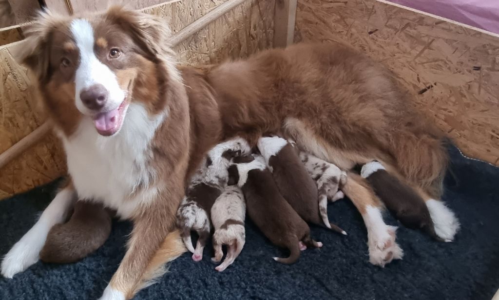 chiot Berger Australien Du Rivage Des Milles Et Une Nuit