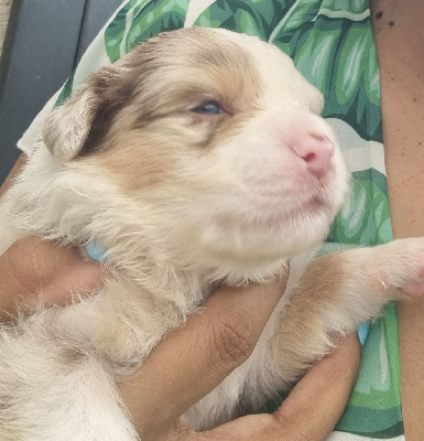 Femelle rouge merle yeux bleu ciel queue longue 