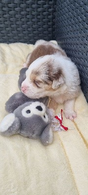 Femelle rouge merle yeux bleu ciel queue longue 