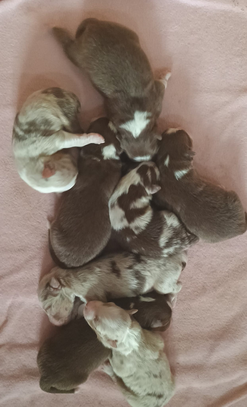 Du Rivage Des Milles Et Une Nuit - Chiots disponibles - Berger Australien
