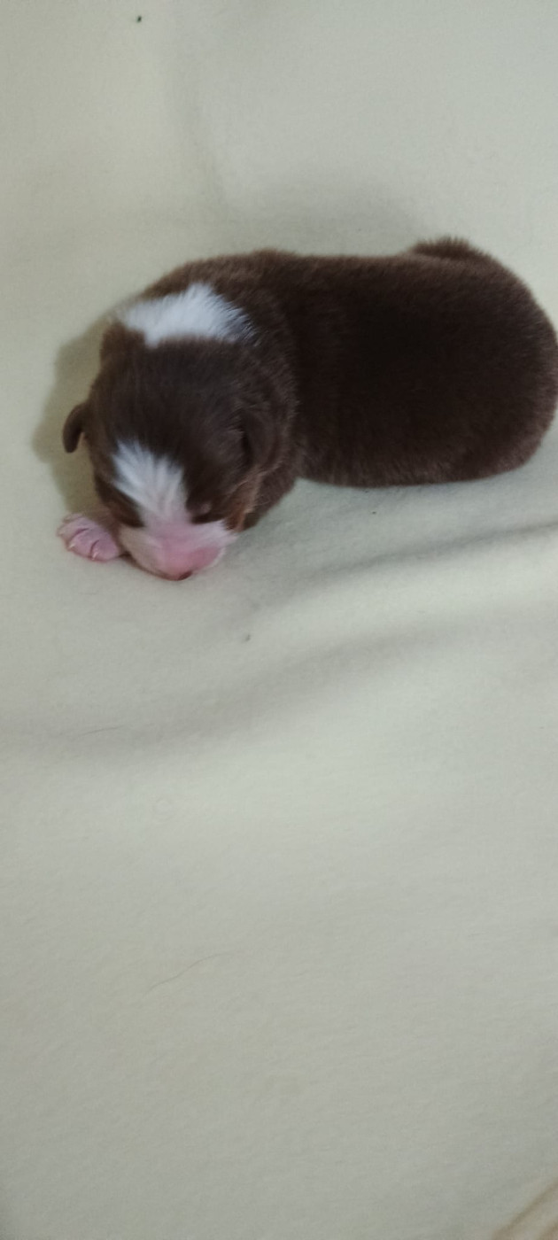 Du Rivage Des Milles Et Une Nuit - Chiots disponibles - Berger Australien