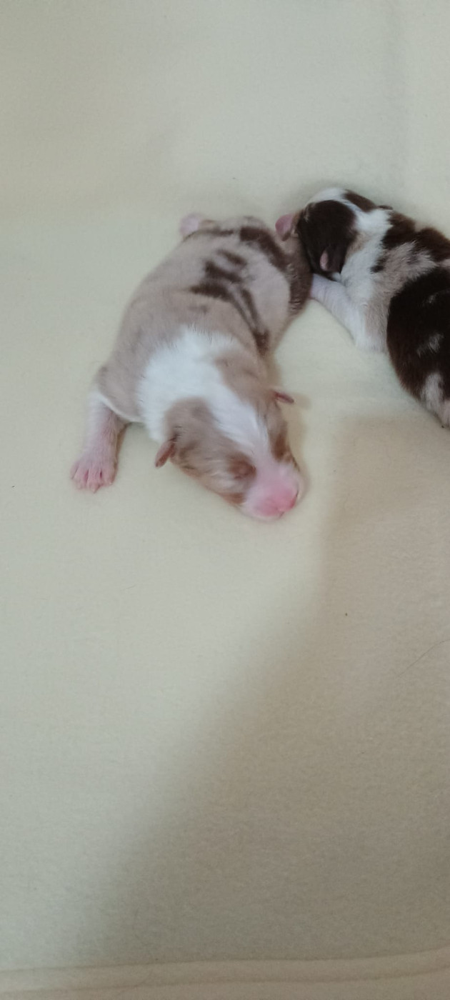 Du Rivage Des Milles Et Une Nuit - Chiots disponibles - Berger Australien