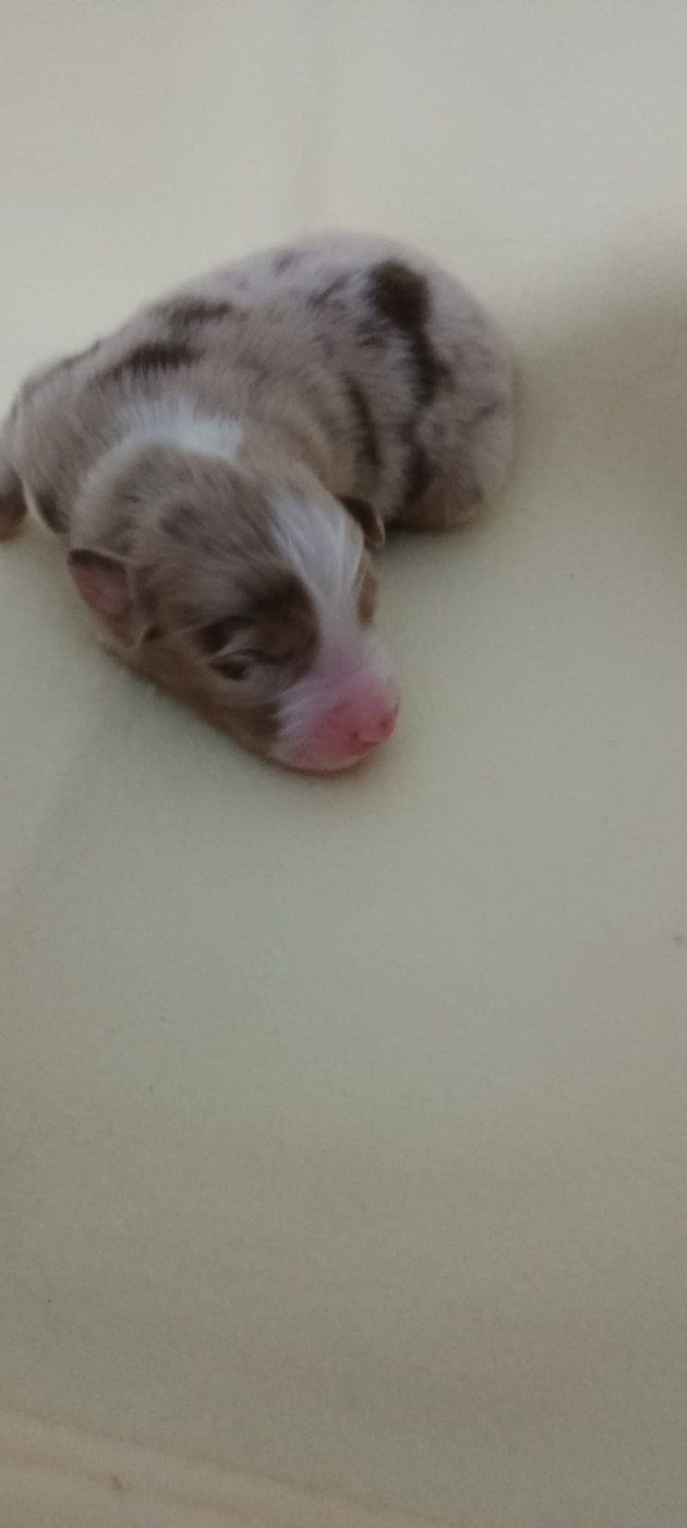 Du Rivage Des Milles Et Une Nuit - Chiots disponibles - Berger Australien