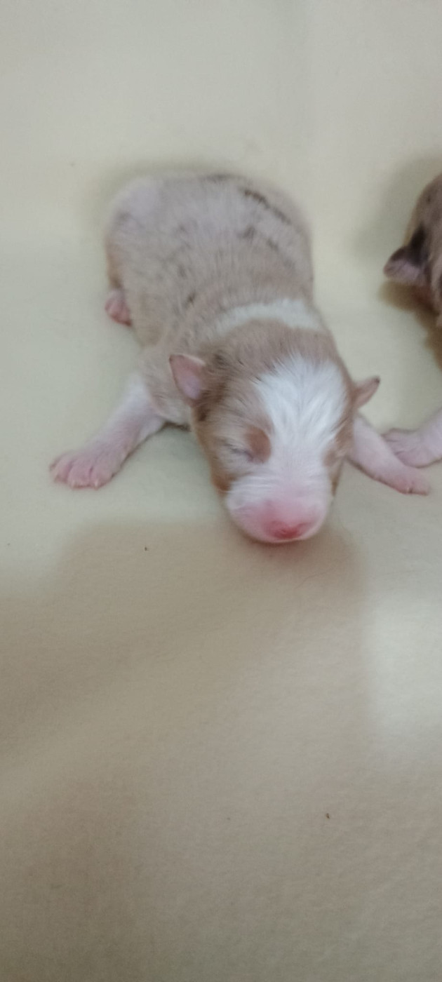 Du Rivage Des Milles Et Une Nuit - Chiots disponibles - Berger Australien