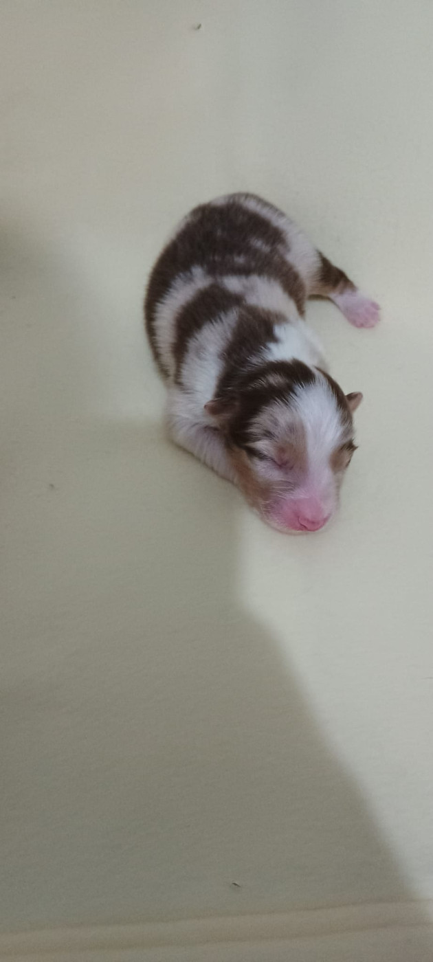 Du Rivage Des Milles Et Une Nuit - Chiots disponibles - Berger Australien