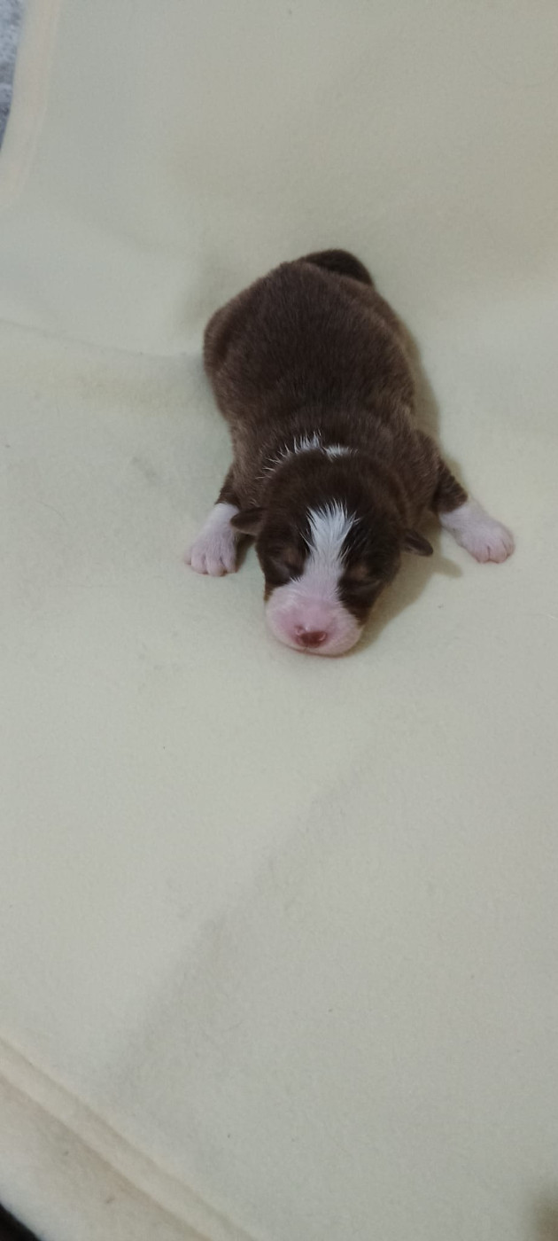 Du Rivage Des Milles Et Une Nuit - Chiots disponibles - Berger Australien