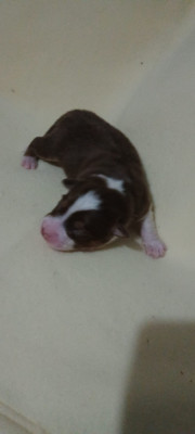 Chiot N°6