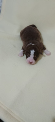 Chiot N°7