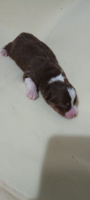 Chiot N°8